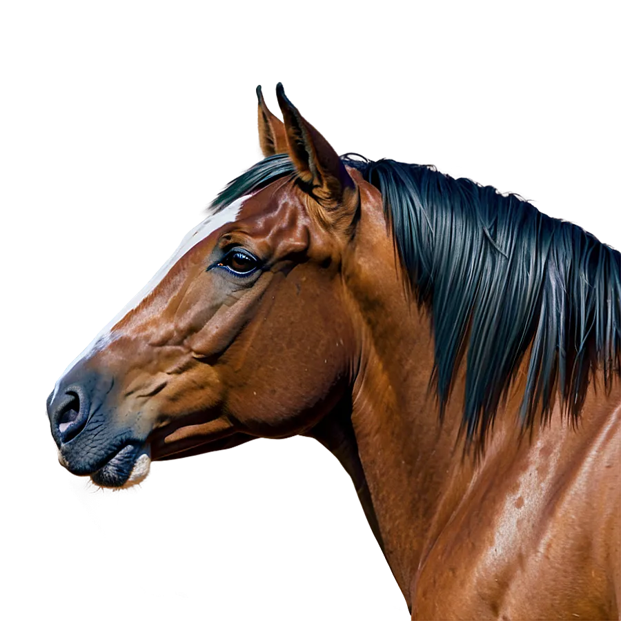 Horse Head PNG Images