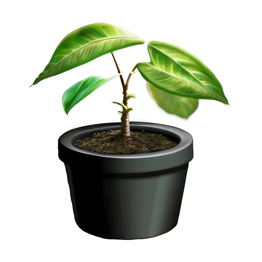 Small Plant PNG Images