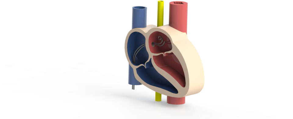 3 D Heart Model Cutaway View