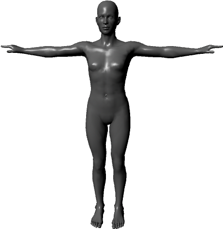 3 D Human Figure Model