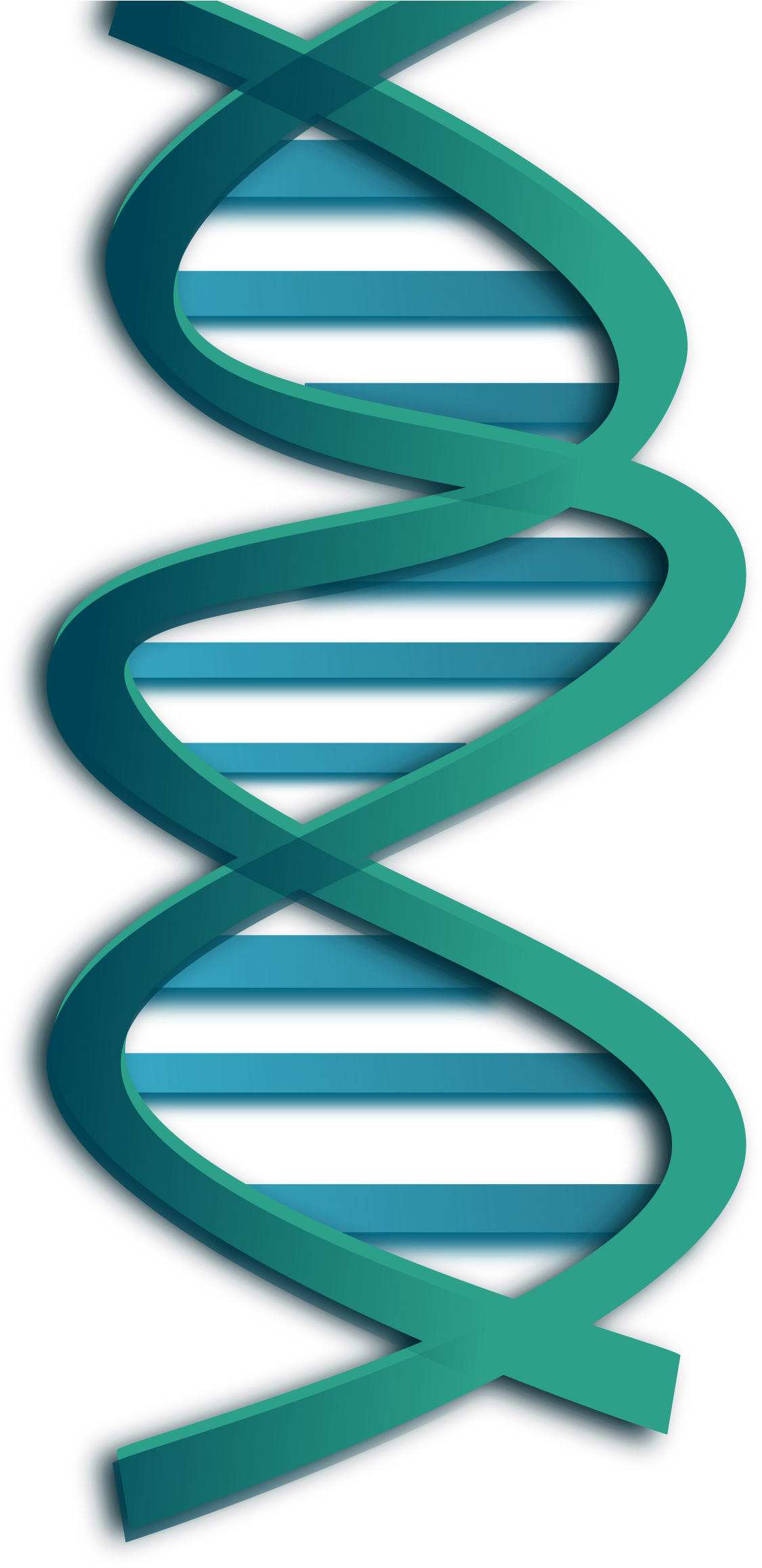 3 D Model D N A Structure