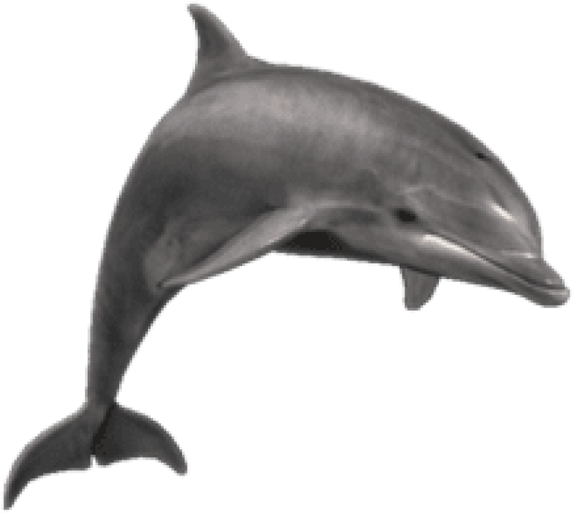 3 D Model Dolphin Swimming