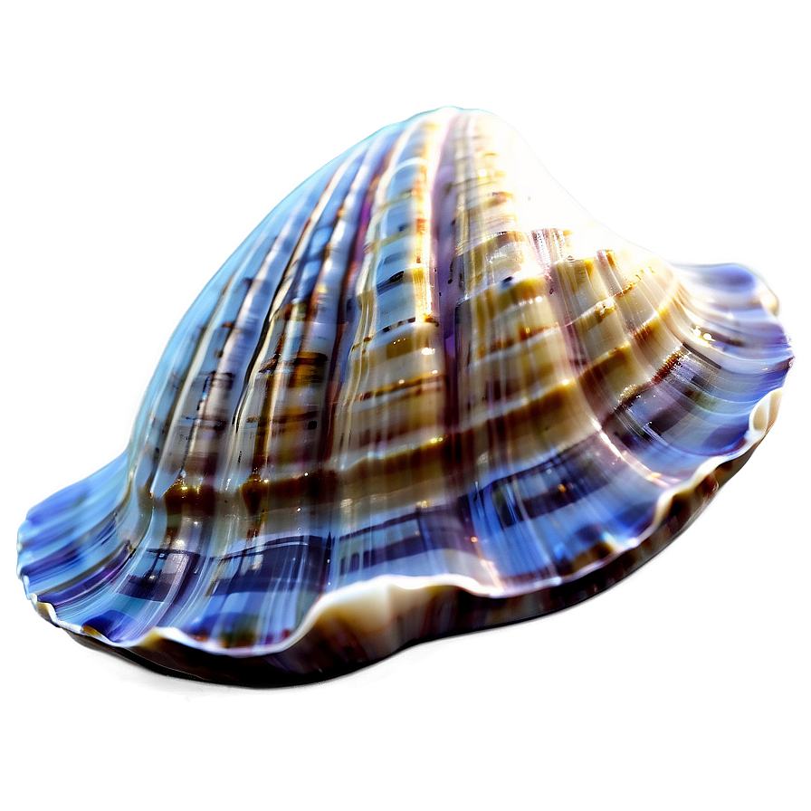 3d Clam Shell Png 06292024