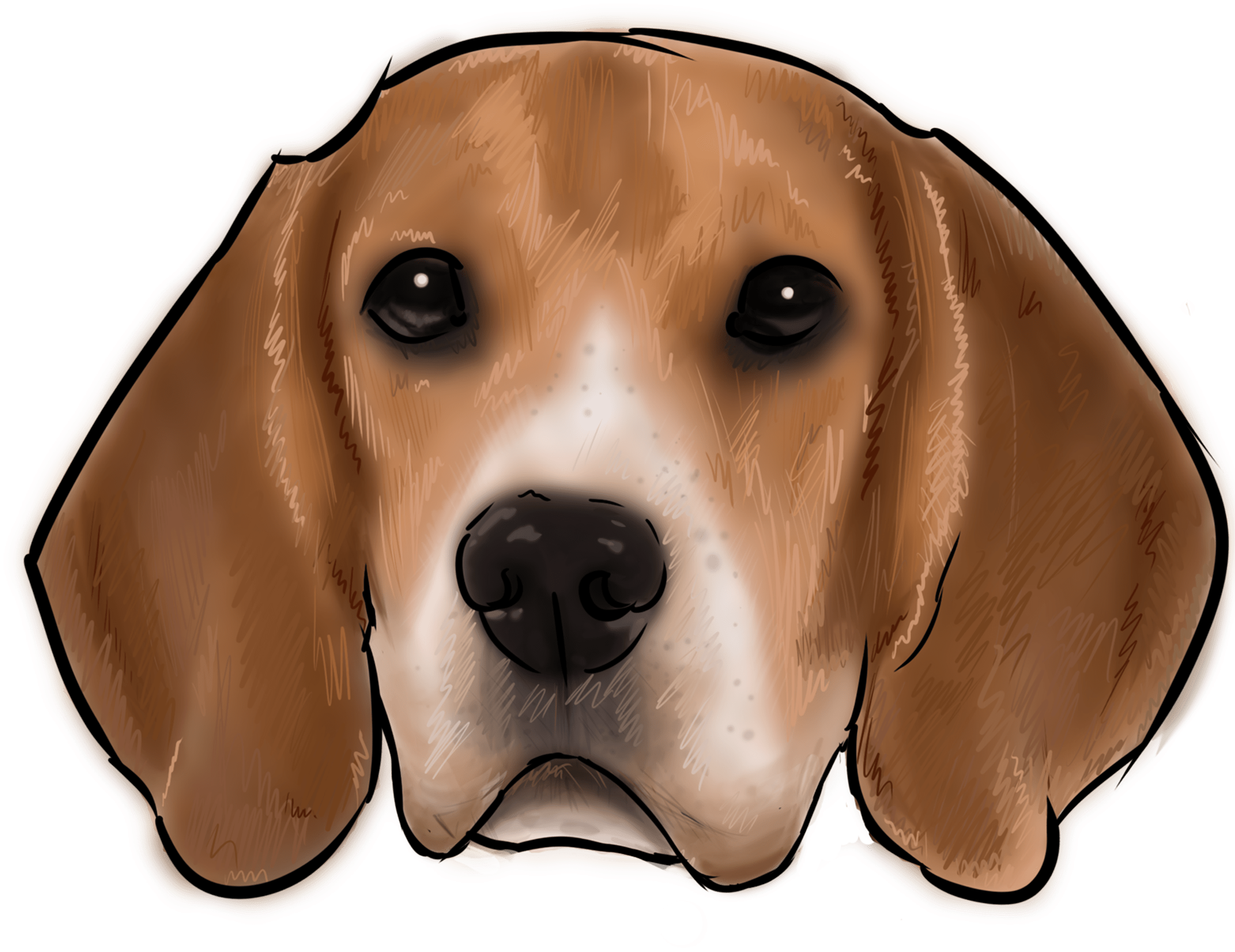 46 Why Are You A Beagle - Beagle, HD Png Download PNG with transparent background