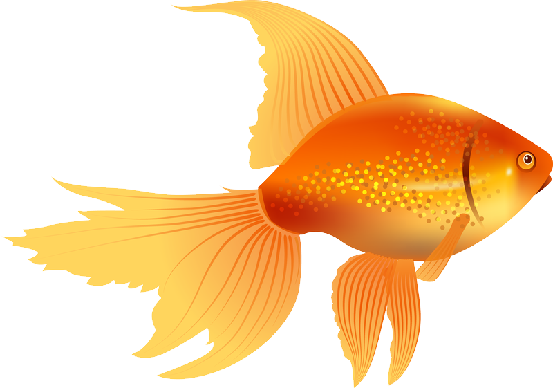 67579 - Goldfish Clipart, HD Png Download PNG with transparent background