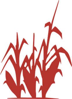 a red plant with black background PNG with transparent background