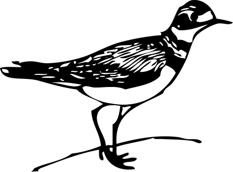 Abstract Bird Silhouette Art