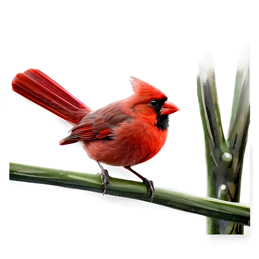 Abstract Cardinal Design Png 9