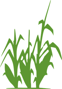 Abstract Corn Stalks Silhouette PNG with transparent background