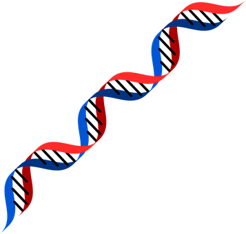 Abstract D N A Double Helix Illustration 357x340 PNG image with a transparent background, free high-resolution download