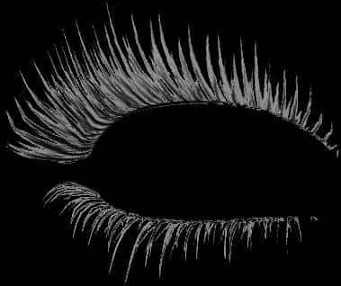 Lashes Transparent Image, HD Png Download PNG with transparent background