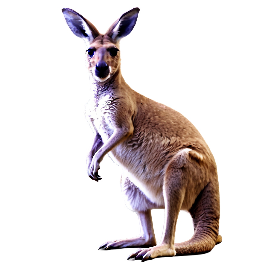 Abstract Kangaroo Png 41