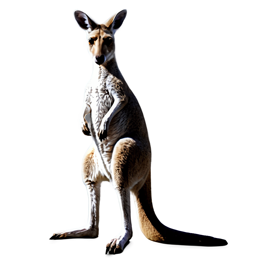 Abstract Kangaroo Png Sfd88