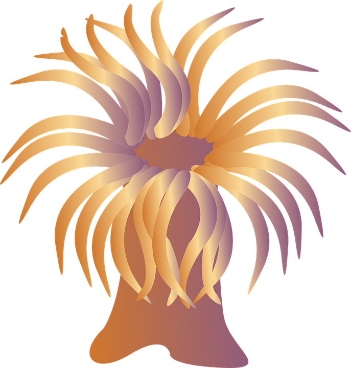 Abstract Sea Anemone Illustration PNG with transparent background