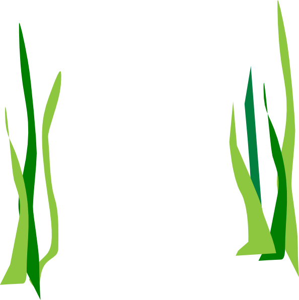 Seaweed Clipart No Background, HD Png Download PNG with transparent background