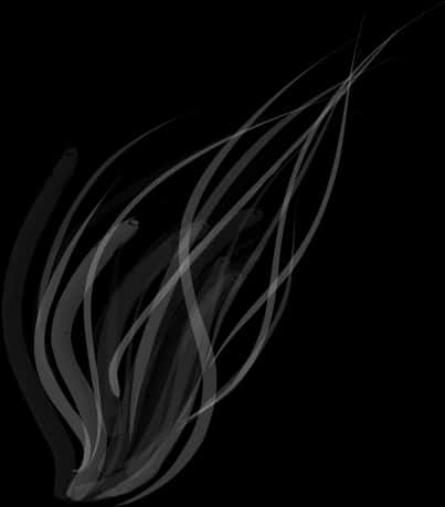 Abstract Smoke Lineson Black Background