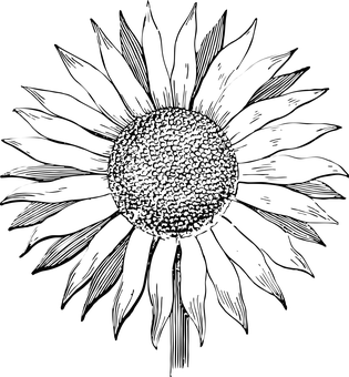 Abstract Sunflower Silhouette PNG with transparent background