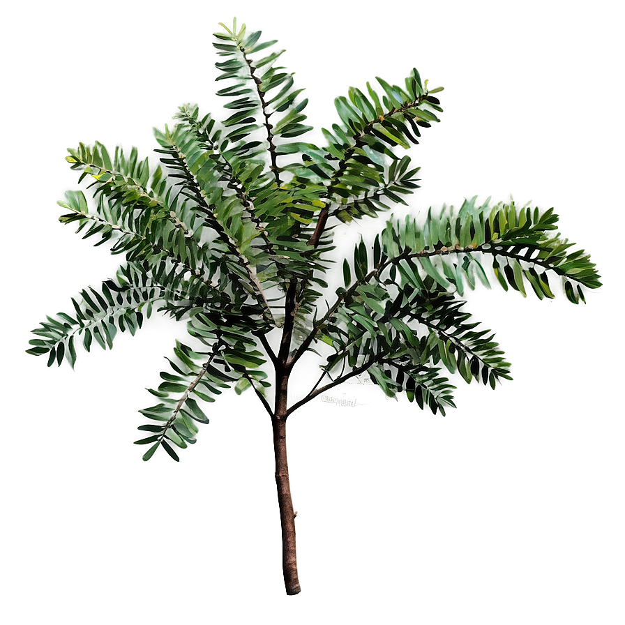 Acacia Tree Branch Png 05252024