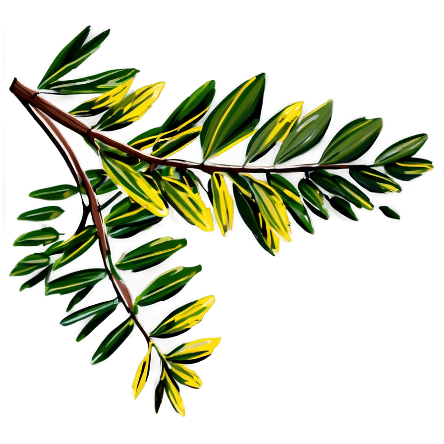 Acacia Tree Branch Png Tgi35