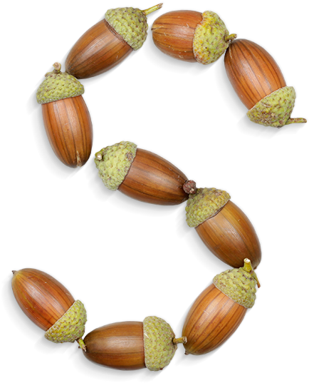 Acorn Infinity Loop