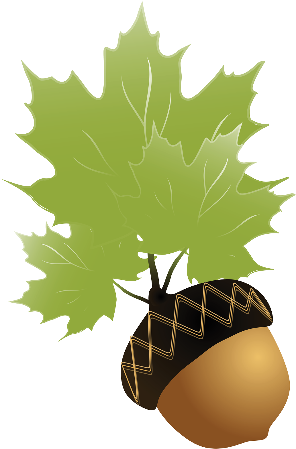 Acornand Maple Leaves Illustration