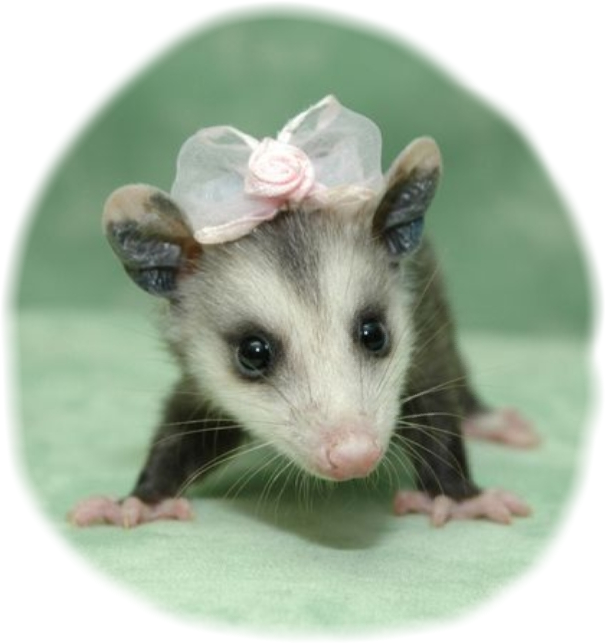 Adorable Baby Possum With Bow