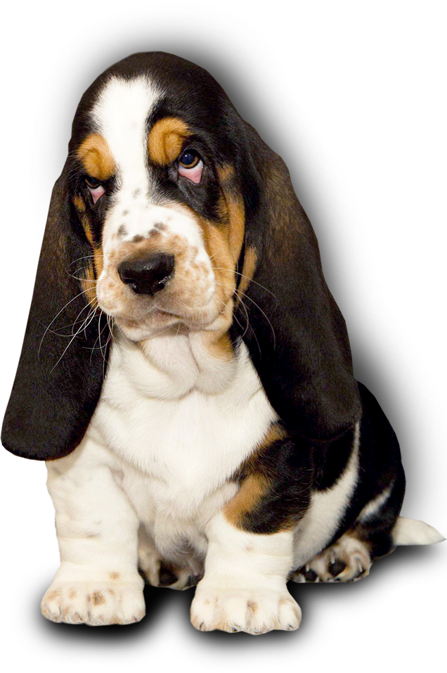 Adorable Basset Hound Puppy