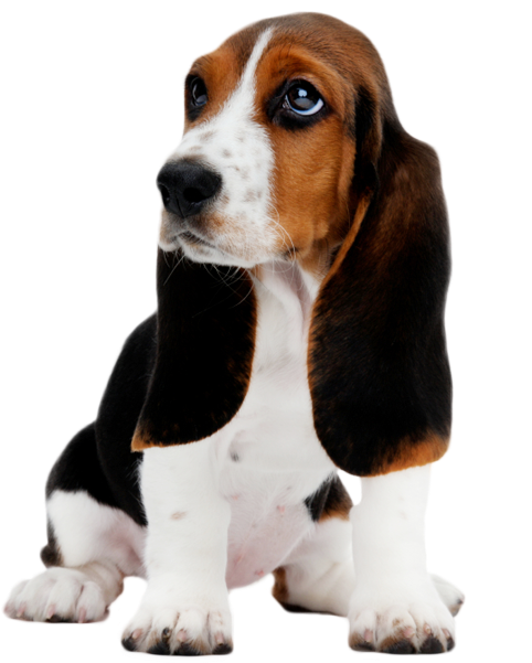 Adorable Basset Hound Puppy