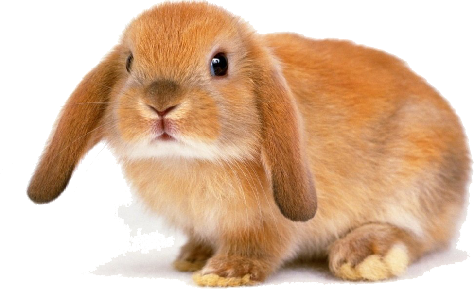 Adorable Brown Rabbit