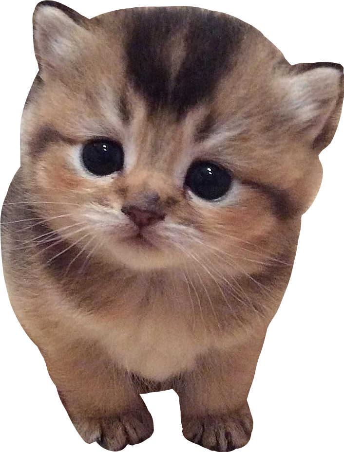 Adorable Brown Tabby Kitten Cutout