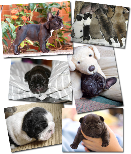 Adorable Bulldog Puppies Collage PNG with transparent background