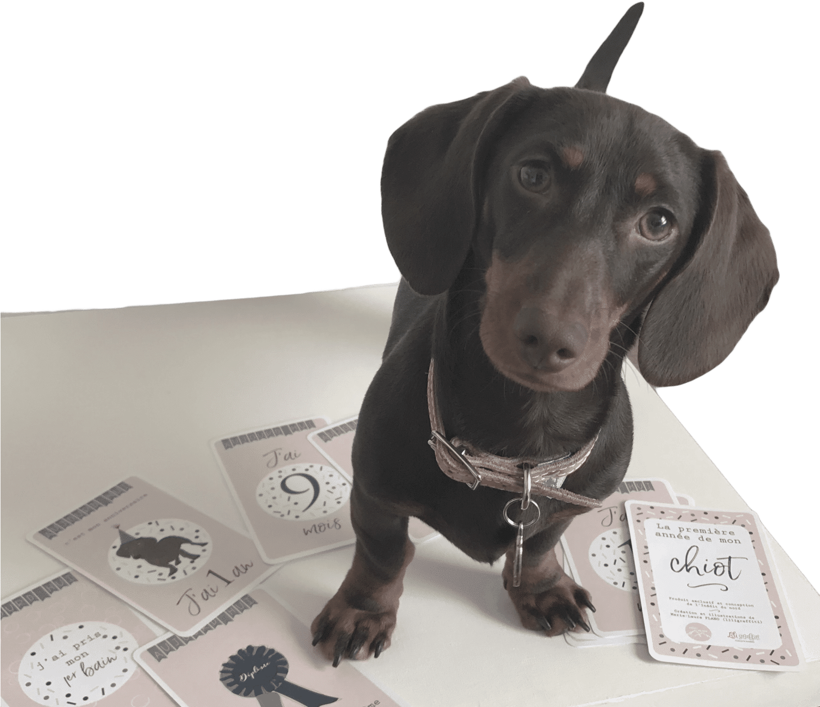 Adorable Dachshundwith Milestone Cards