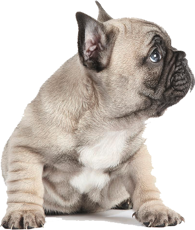 Adorable Fawn Bulldog Puppy PNG with transparent background