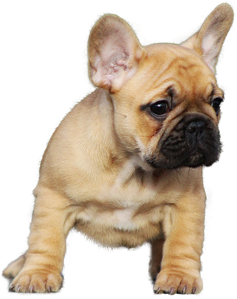 Adorable Fawn French Bulldog Puppy PNG with transparent background