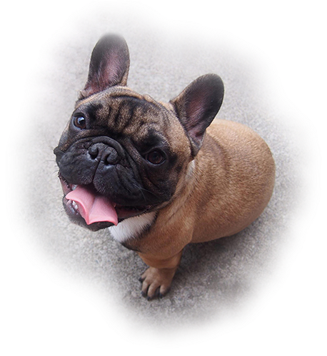 Adorable French Bulldog Puppy Looking Up PNG with transparent background