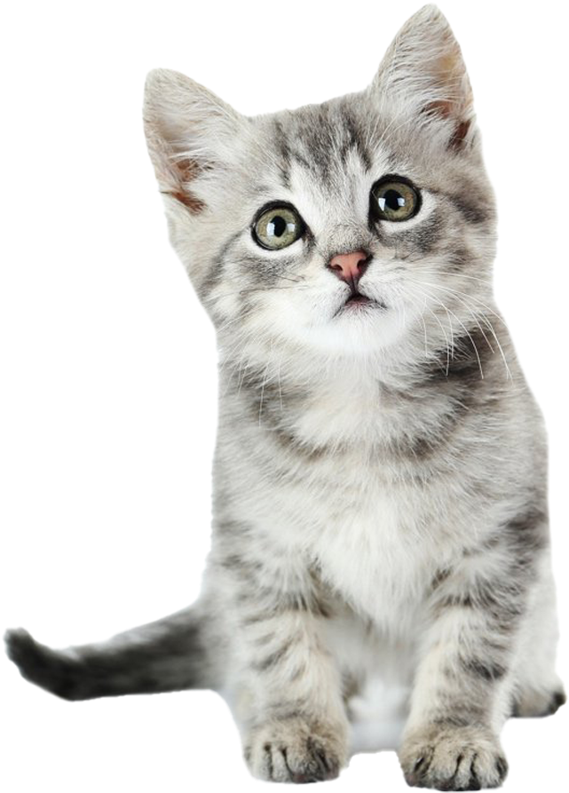 Adorable Gray Kitten Portrait