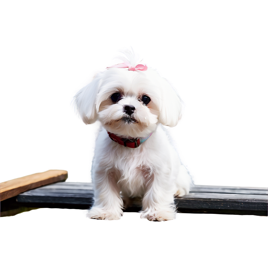 Adorable Maltese Sitting Png 06282024