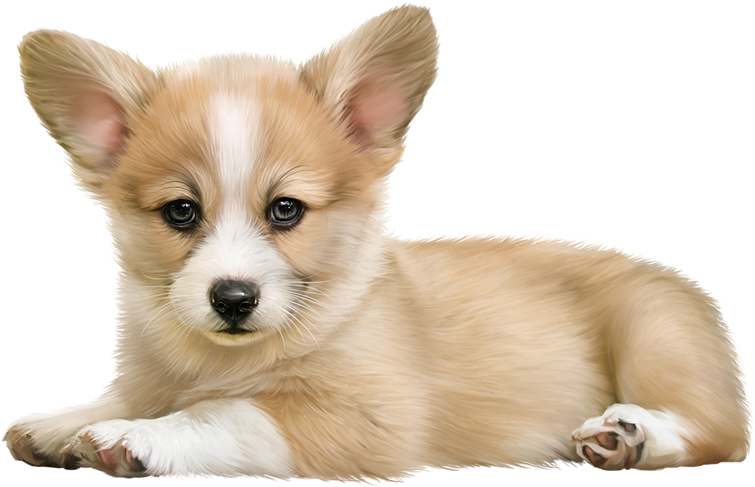 Adorable Pembroke Welsh Corgi Puppy