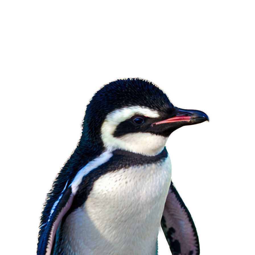 Adorable Penguins Png Xvq