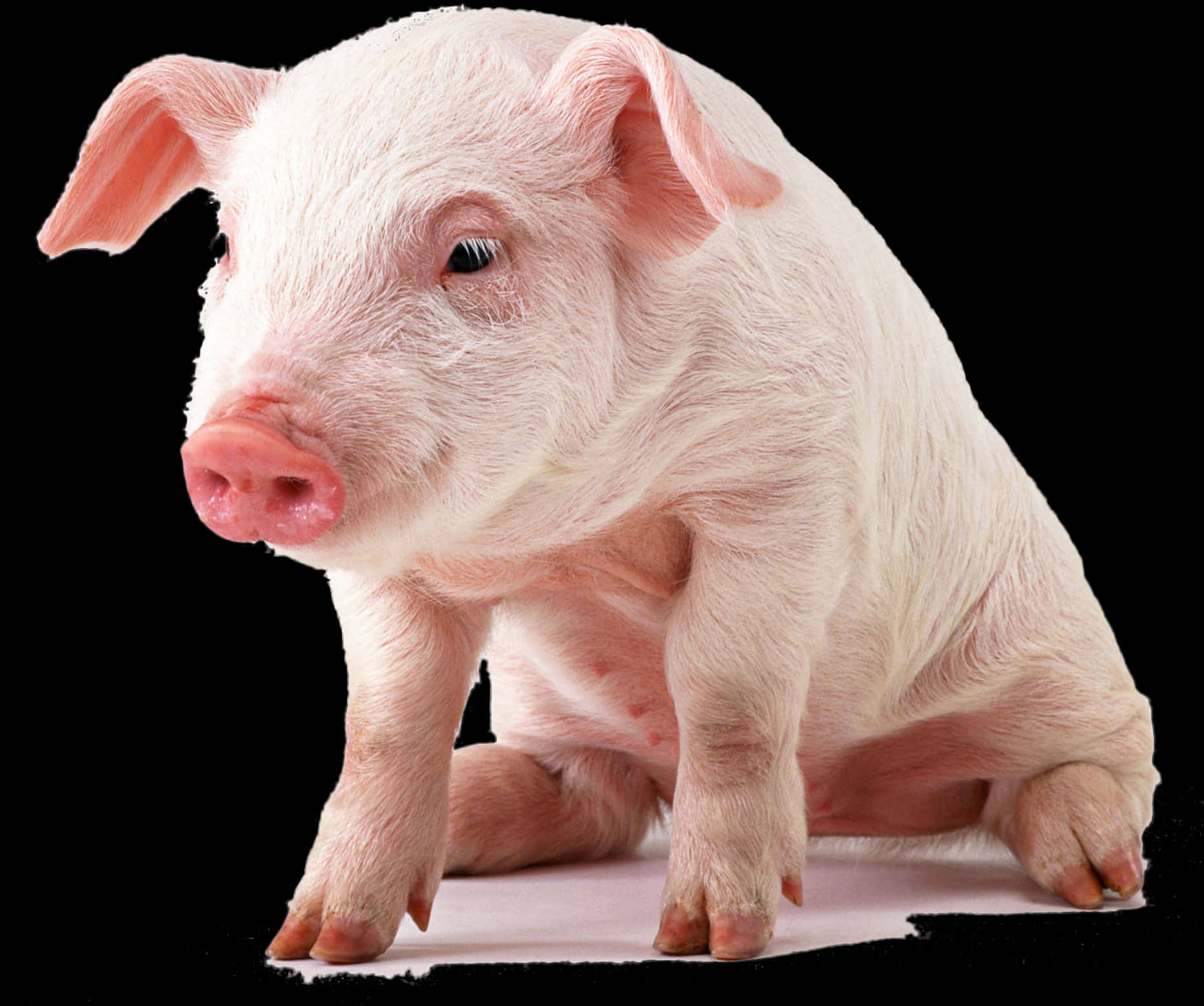 Adorable Pigleton Black Background.jpg PNG with transparent background