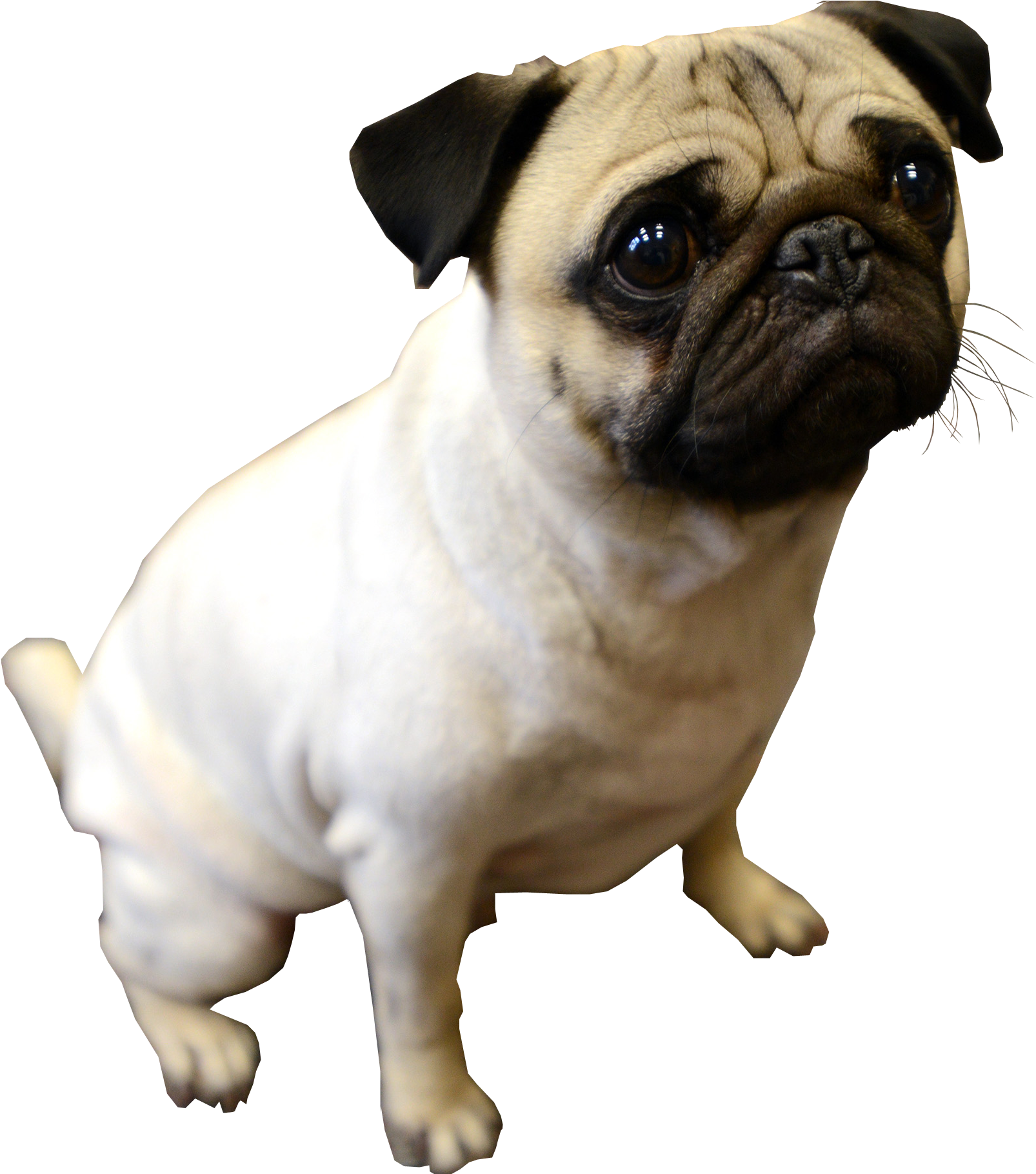 Puppy Pug Transparent Background Dog - Pug Dog No Background, HD Png Download PNG with transparent background