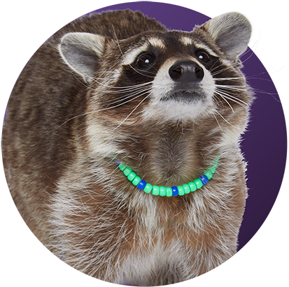 Raccoon - Nyla P - Lastic, HD Png Download PNG with transparent background