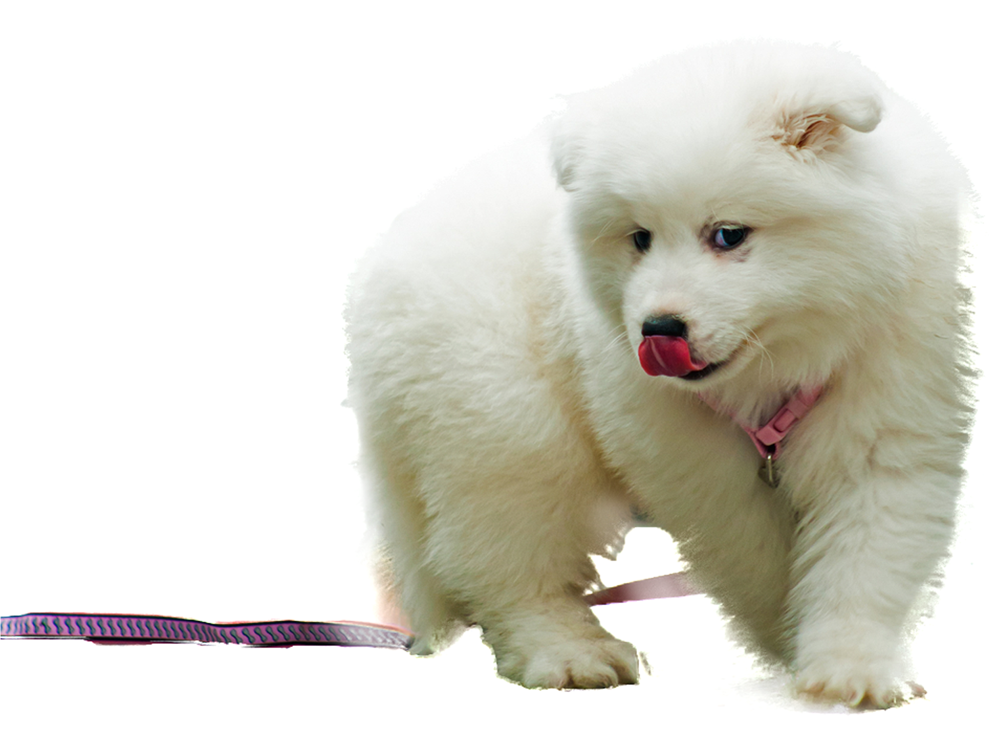 Adorable Samoyed Puppy With Leash