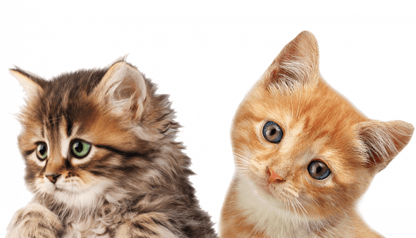 Cute Cat Png, Transparent Png PNG with transparent background