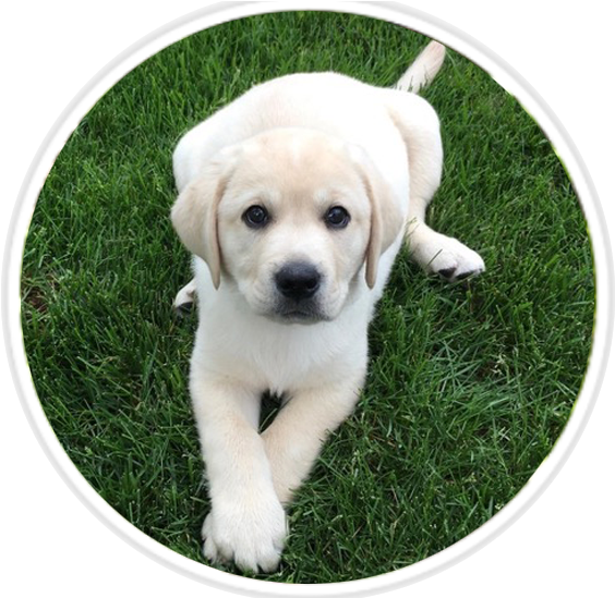 Adorable Yellow Labrador Puppyon Grass