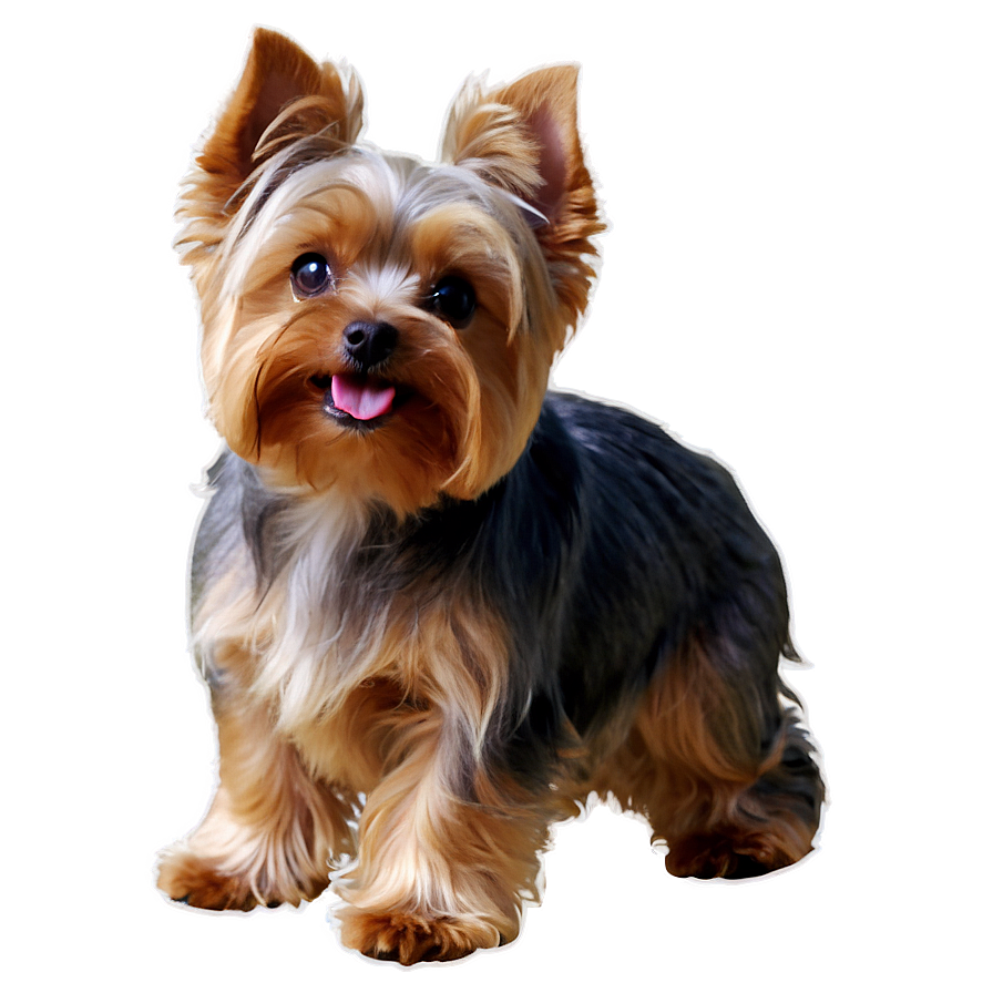 Adorable Yorkie Dog Png 06242024