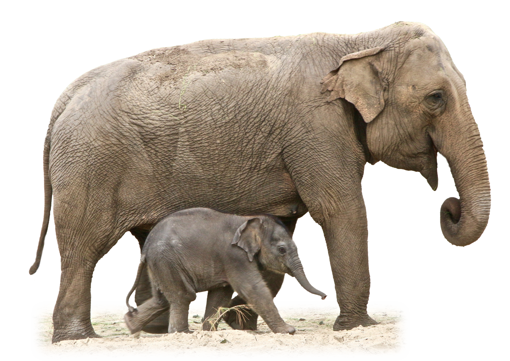 Adult_and_ Baby_ Elephant_ Together