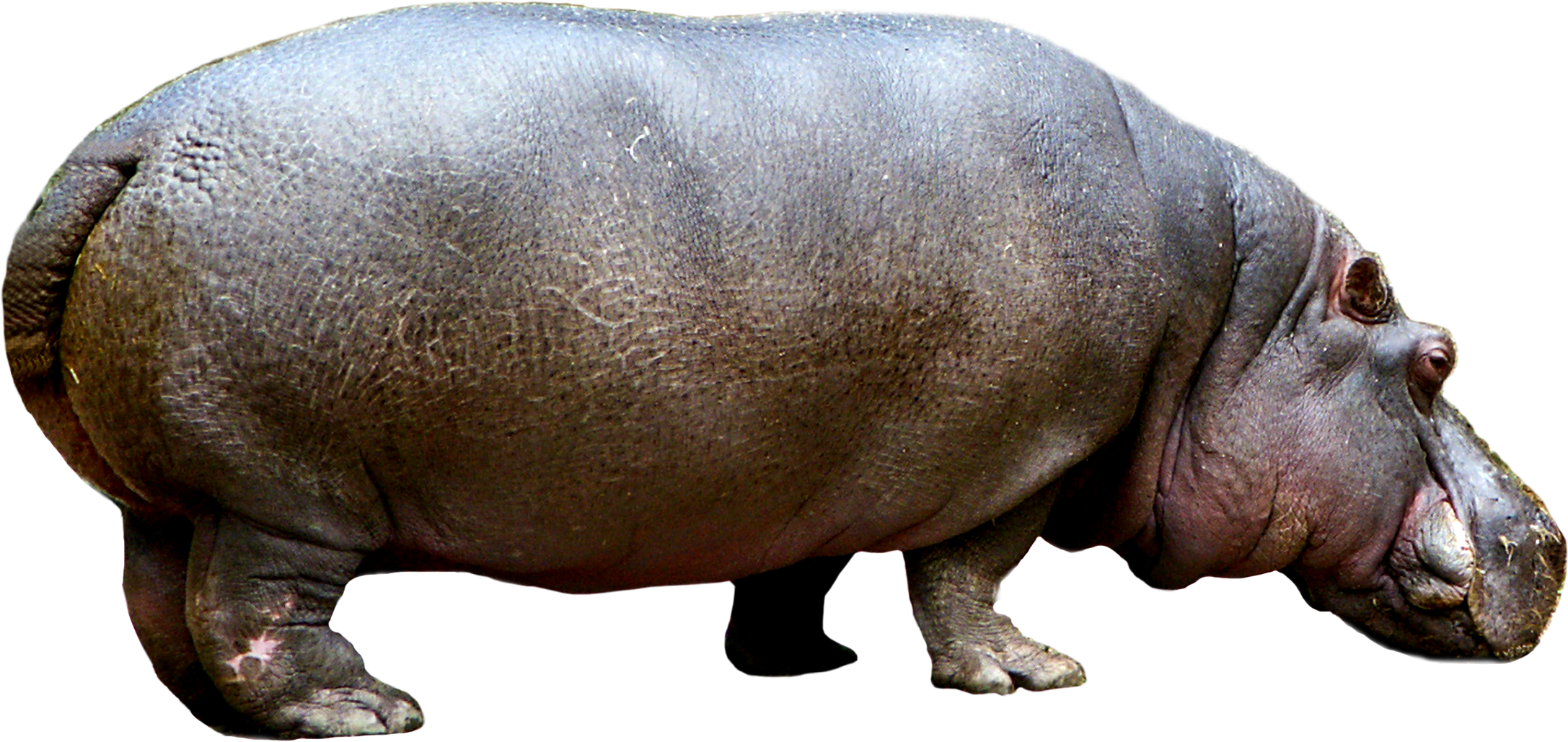 Adult Hippopotamus Isolated