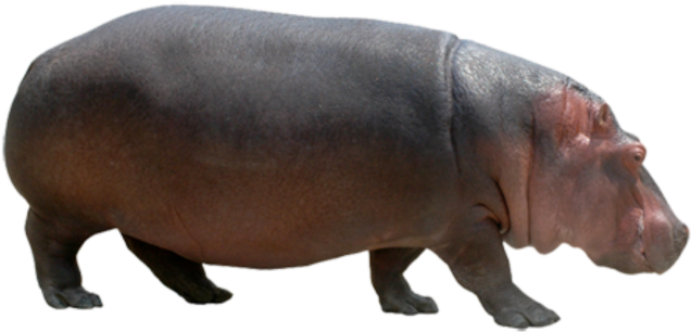 Adult Hippopotamus Transparent Background