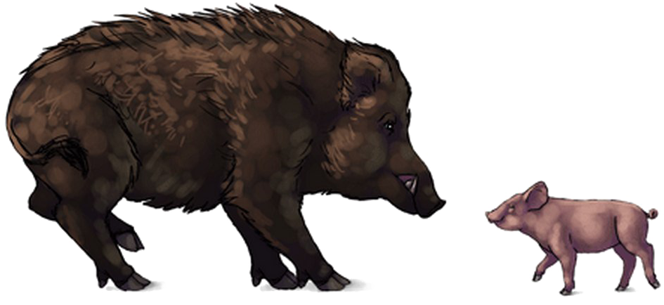 Adultand Juvenile Boar Illustration